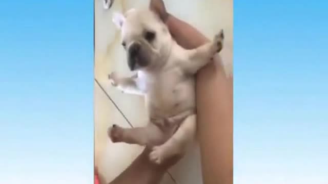 Funny Cats try not to Laugh !!!