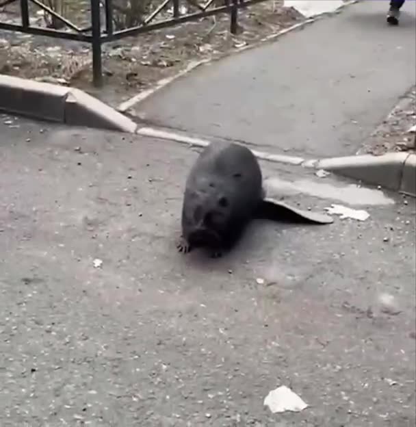 That’s why the beaver is Canada’s national symbol 😂