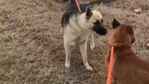 #5 male brown #9 male GSD March2022