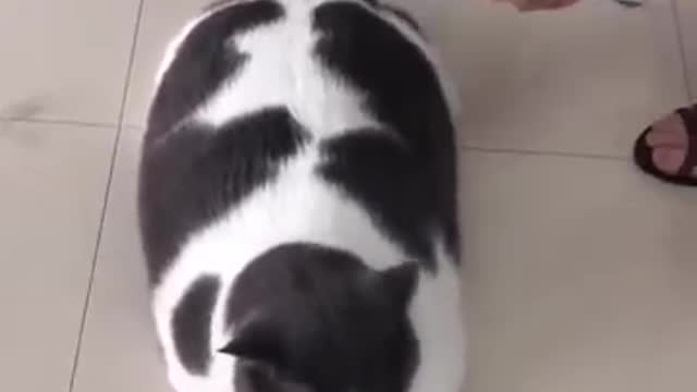 CHONKY CAT