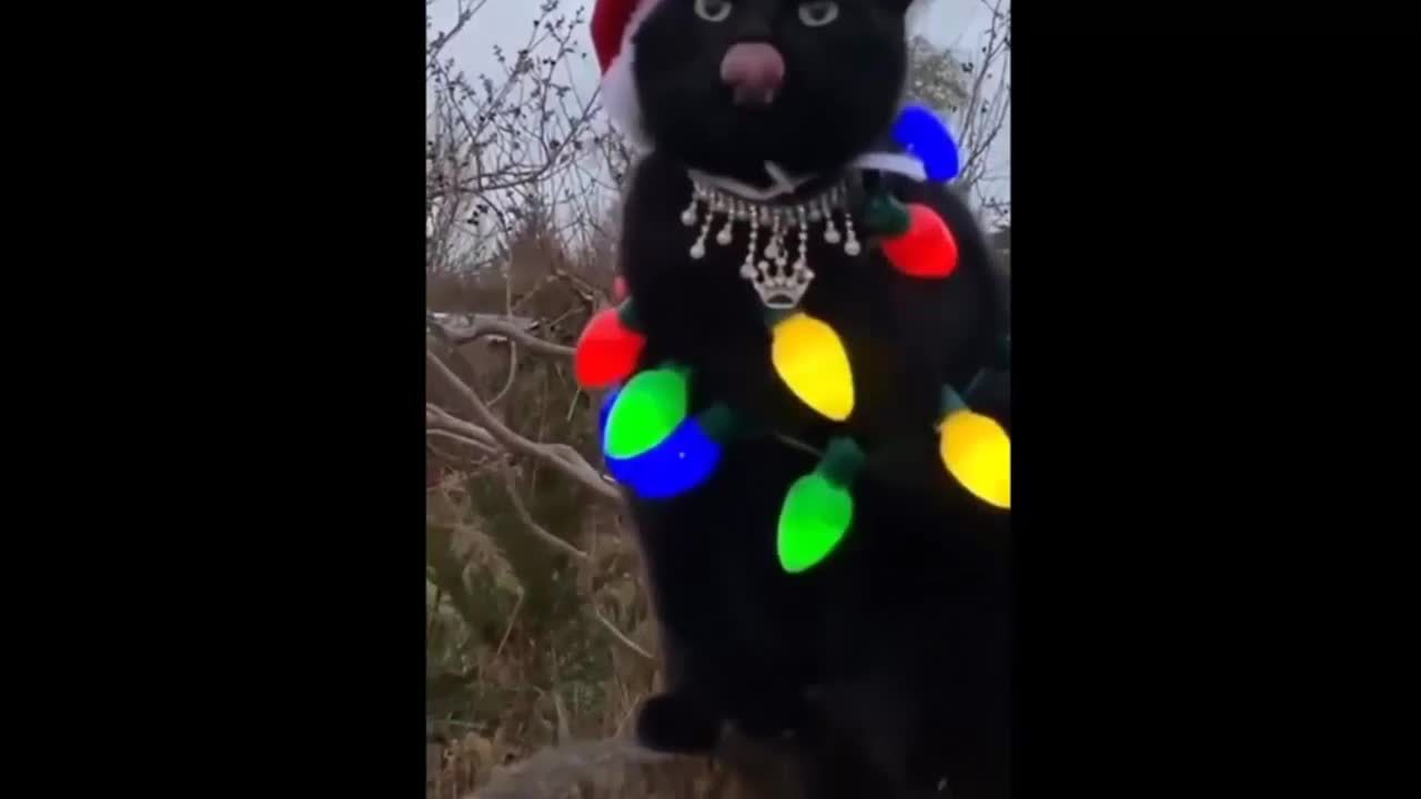 Christmas cat, cat thinks very handsome