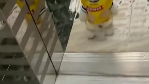Cute cat