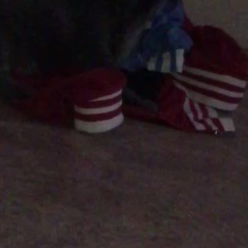 Cat likes to live in the things of the owner