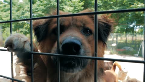 Portrait of sad dog n shelter behind fence waiting to be rescued and adopted to new home