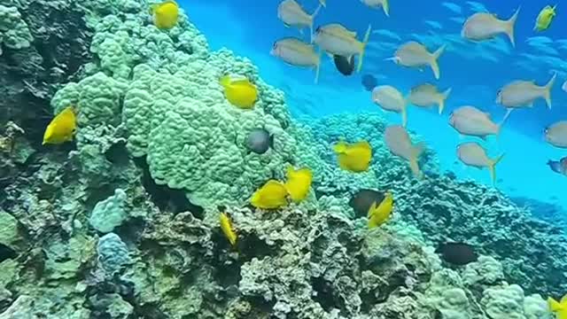 oceanlover#underwater#planetearth