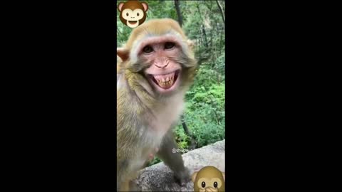 Funniest animal-Monkey🙄🐒🐵