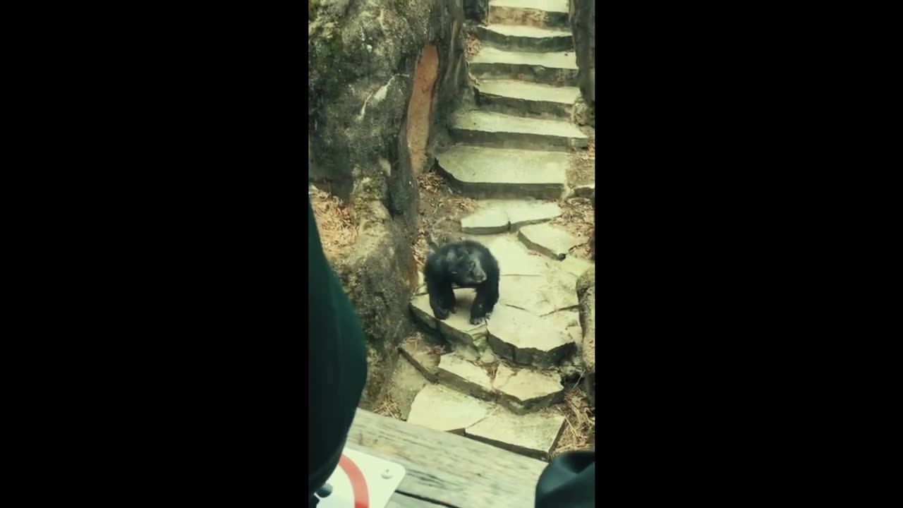 COMÉDIA - Macaco do ZOO jogando merda nos visitantes