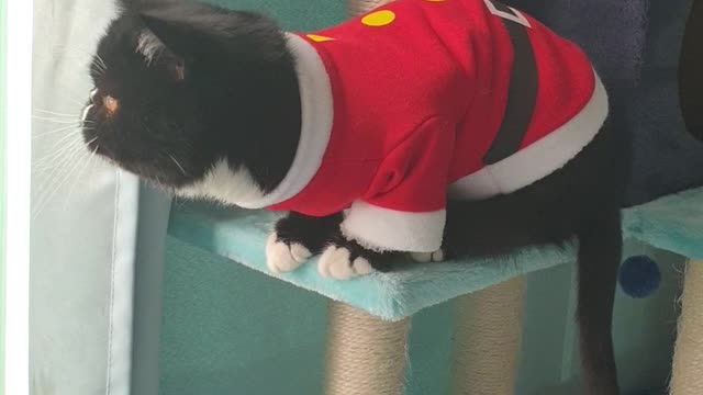 A black cat in Santa's clothes.