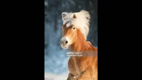 the most beautiful horses in the world look