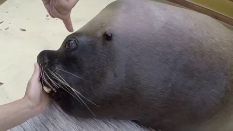 Eye drop positioning Patagonian Sea Lion