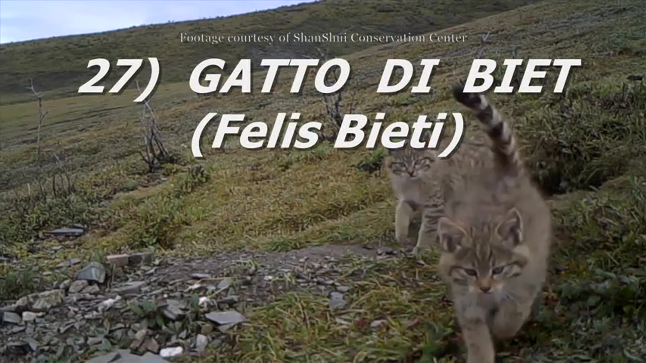 FELIDI _ Tutti i felidi, 38 specie.