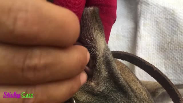 Removing All Ticks From Dog - Dog Ticks Removing Clip - Ticks Removal Videos EP 20