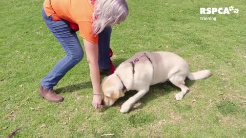 FREE DOG TRAINING SERIES - Lesson 1: how to teach your dog to sit and drop