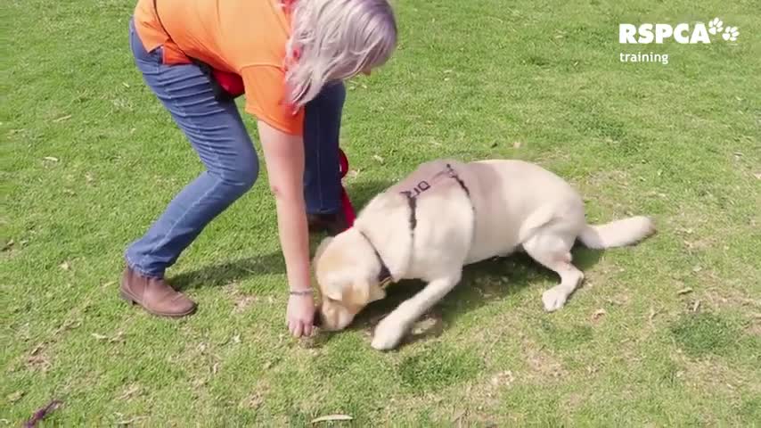 FREE DOG TRAINING SERIES - Lesson 1: how to teach your dog to sit and drop