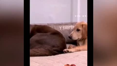 dog farts surprise