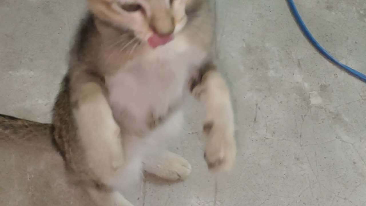 Cute kitten playing 🤣 funny video