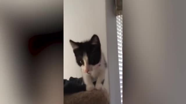 The ultimate compilation of cute cats and funny dogs