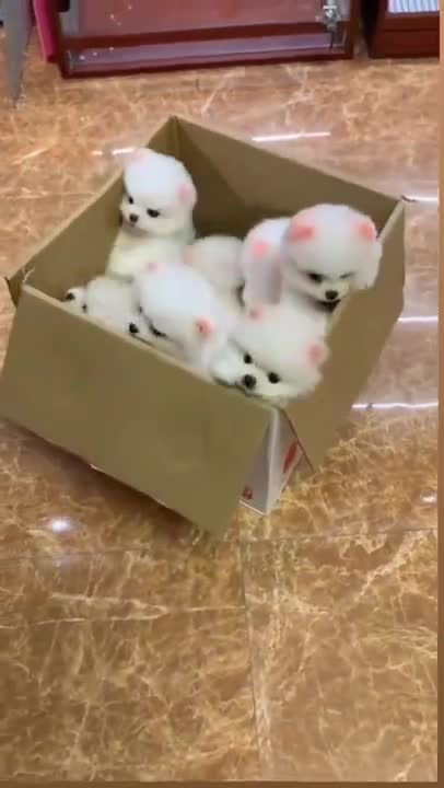 cute puppy 😍😍 funny moment 😍😭