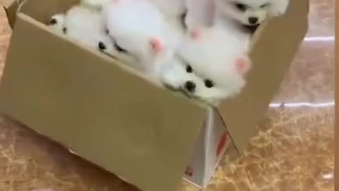 cute puppy 😍😍 funny moment 😍😭