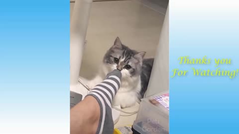 FUNNY CATS 😹😹😹 - Meow 1