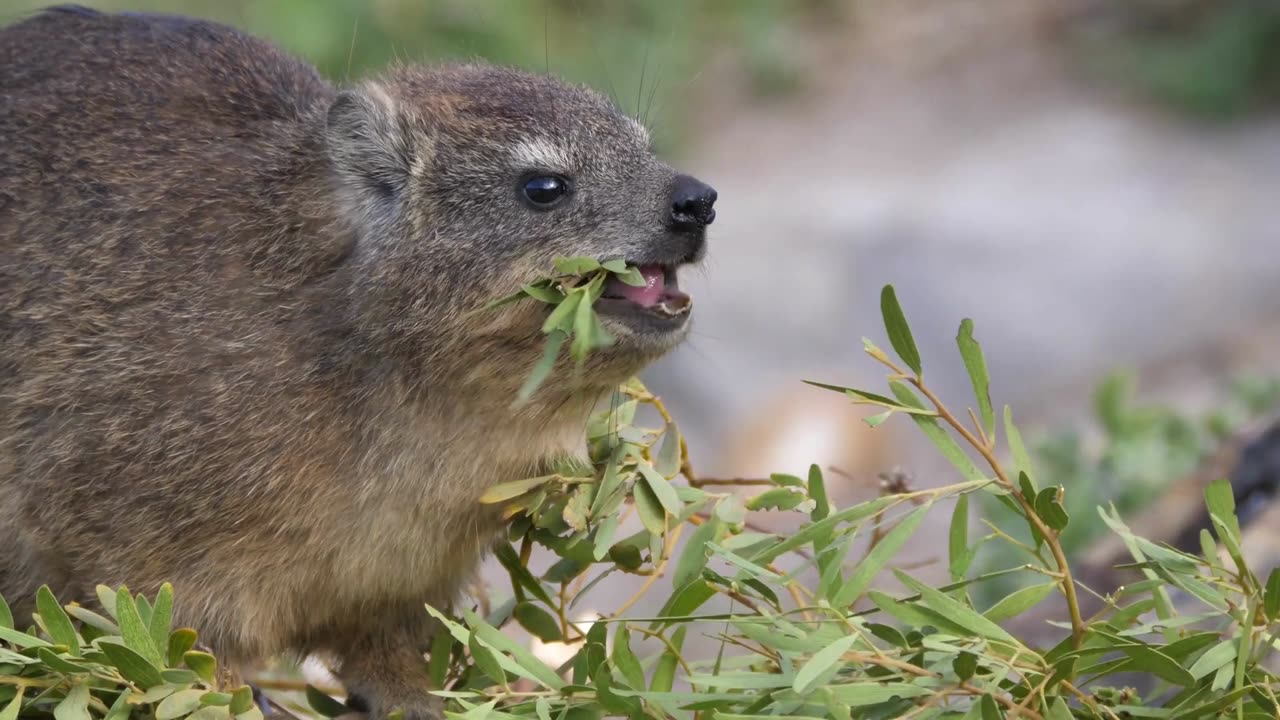 🌿 Close-Up of a Rock Hyrax Munching on Leaves in South Africa 🦔