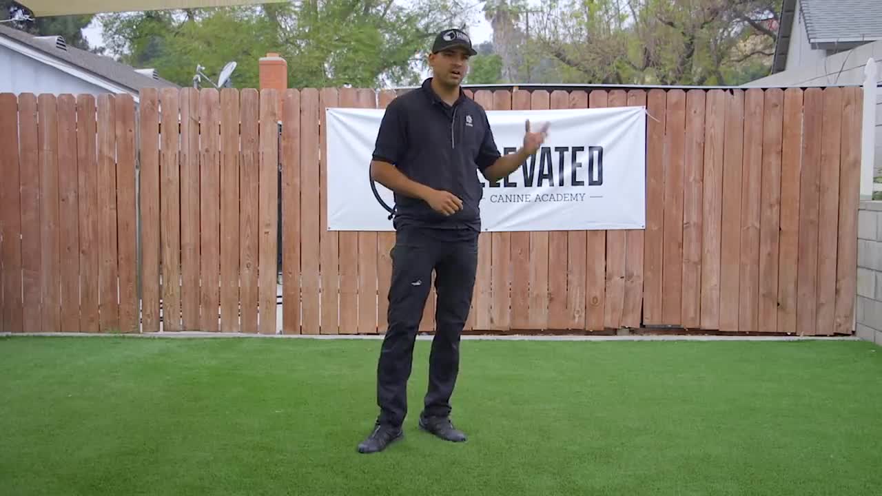 DOG TRAINING FUNDAMENTALS: EPISODE 1