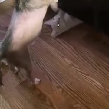 Dog gets nailed in the belly