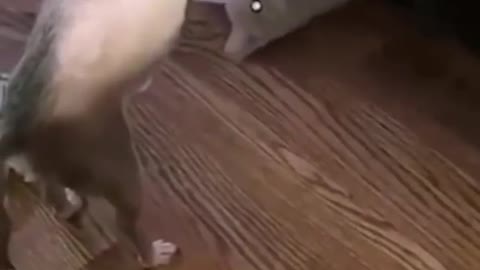 Dog gets nailed in the belly