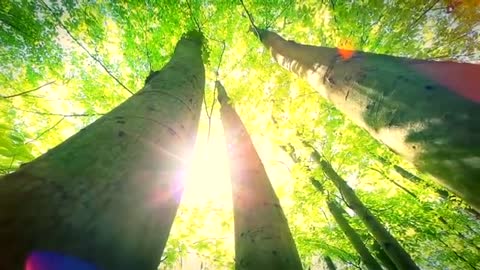 Relaxing Music | Sleeping, Meditation, Stress Relief | [846] ⭐️