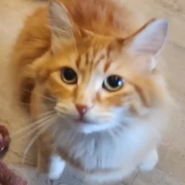 Cute cat need a hug- cuteness overloaded