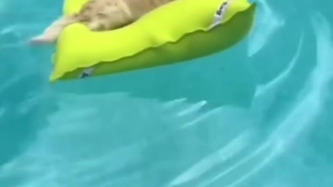 dog be real chill