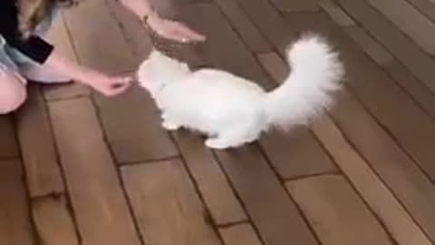 Cat 🐈 training videos