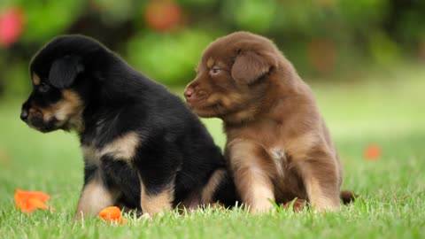 Tow Cute Puppies Playing in The Park