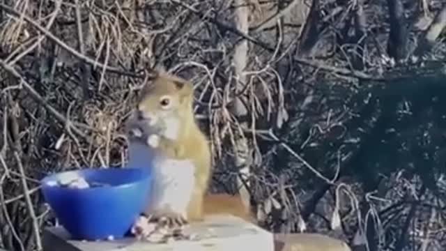 Cute and funny animal compilation 2021