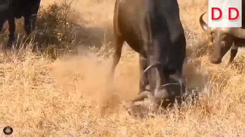 unbelievable... hyena attack leopard to rescue warthog || wild animal attack 2022