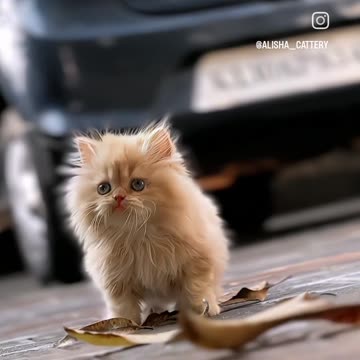 Cute cat video hd