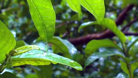 Relaxing Soft Piano and Rain