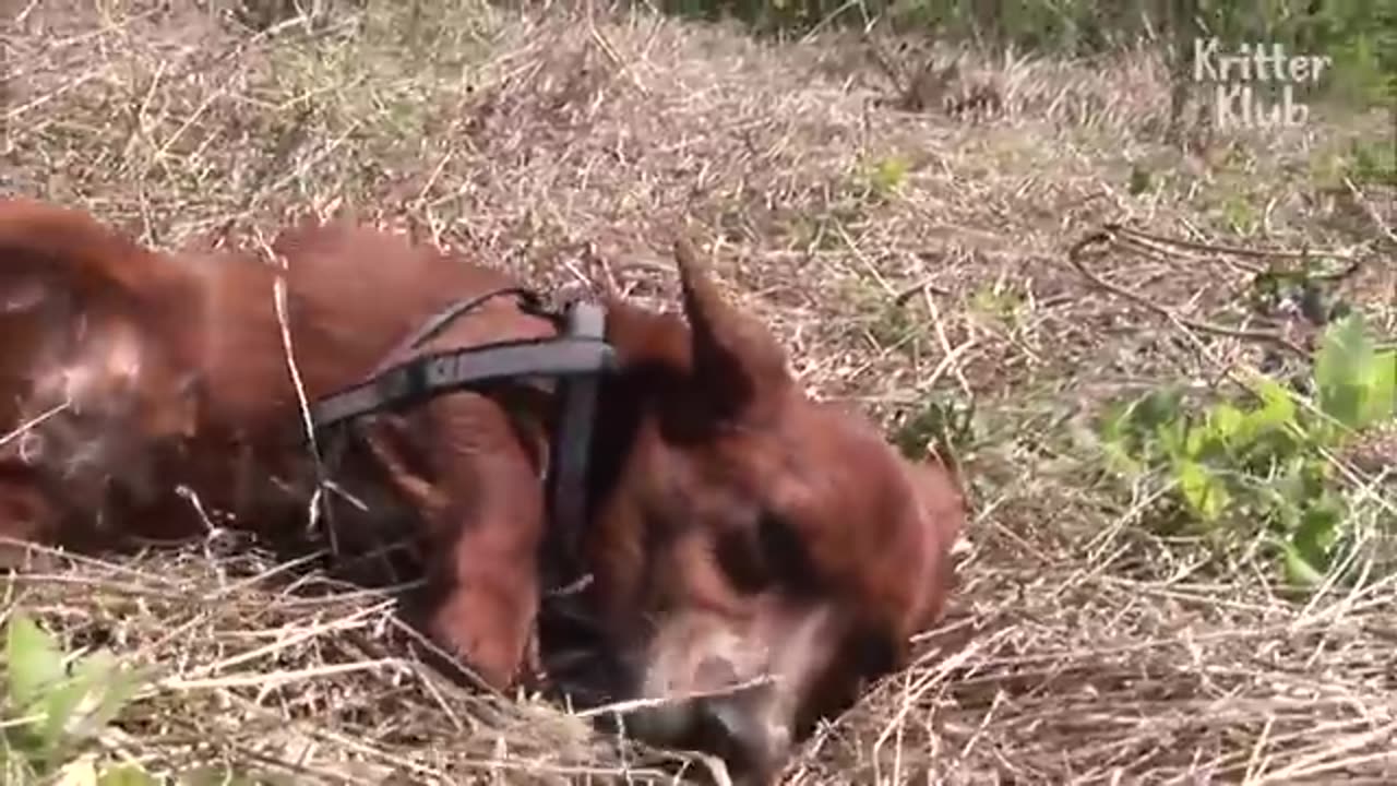 Cow Gets Separated From The Dog That She Raised.