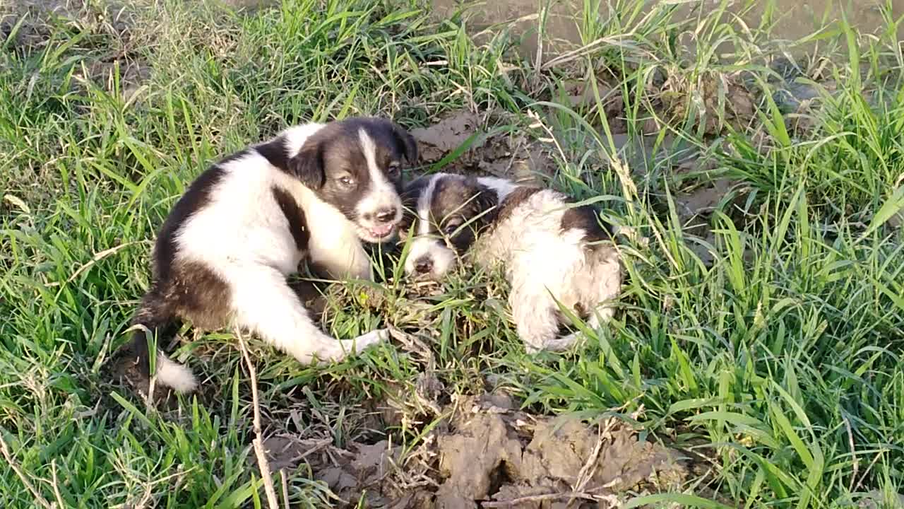 Love to watch cute puppies on green grass with water aside