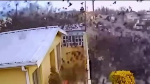 Birds Fallout