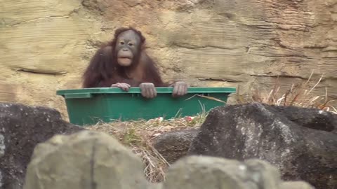 Orangutan【Tama Zoological Park in Tokyo , Japan】