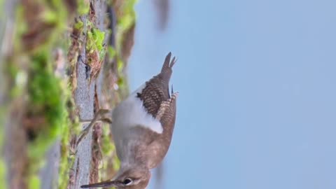 Wildlife and Funs