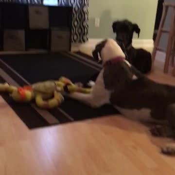 Mamá Gran Danés no comparte su juguete con su cachorro