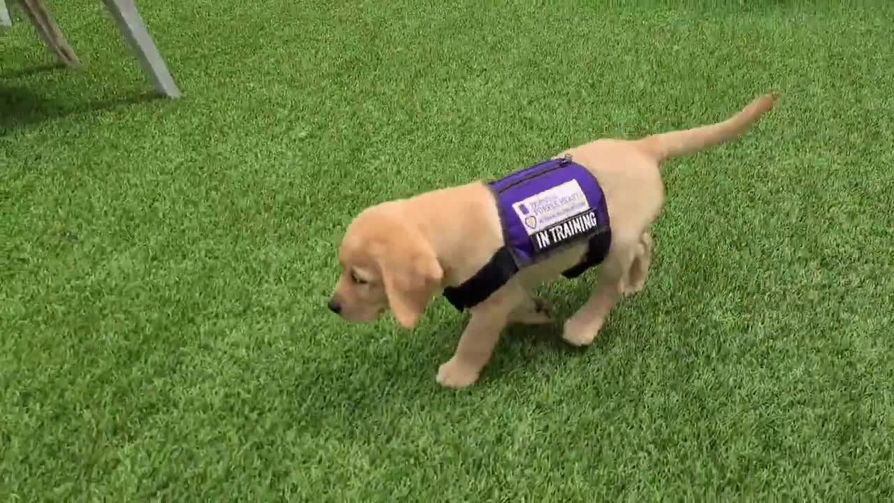 Service puppy adorably falls over during training