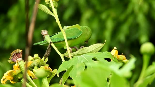 Nature Bird Budgie Lorito Colombia.