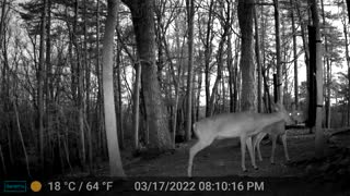 The Woods - 03/18/2022