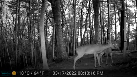 The Woods - 03/18/2022