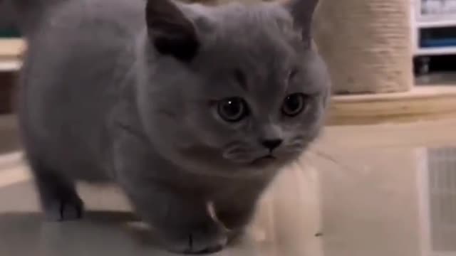 Cute cat🥰 #catvideo