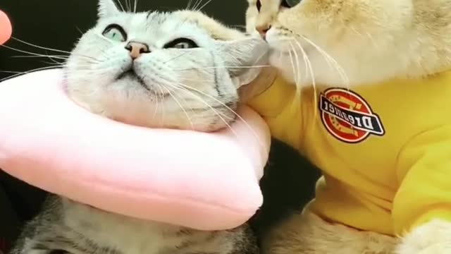 Cute cats