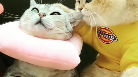 Cute cats